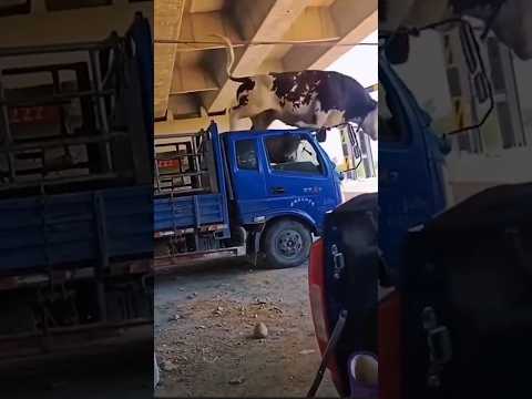 La vache saute du camion🫢