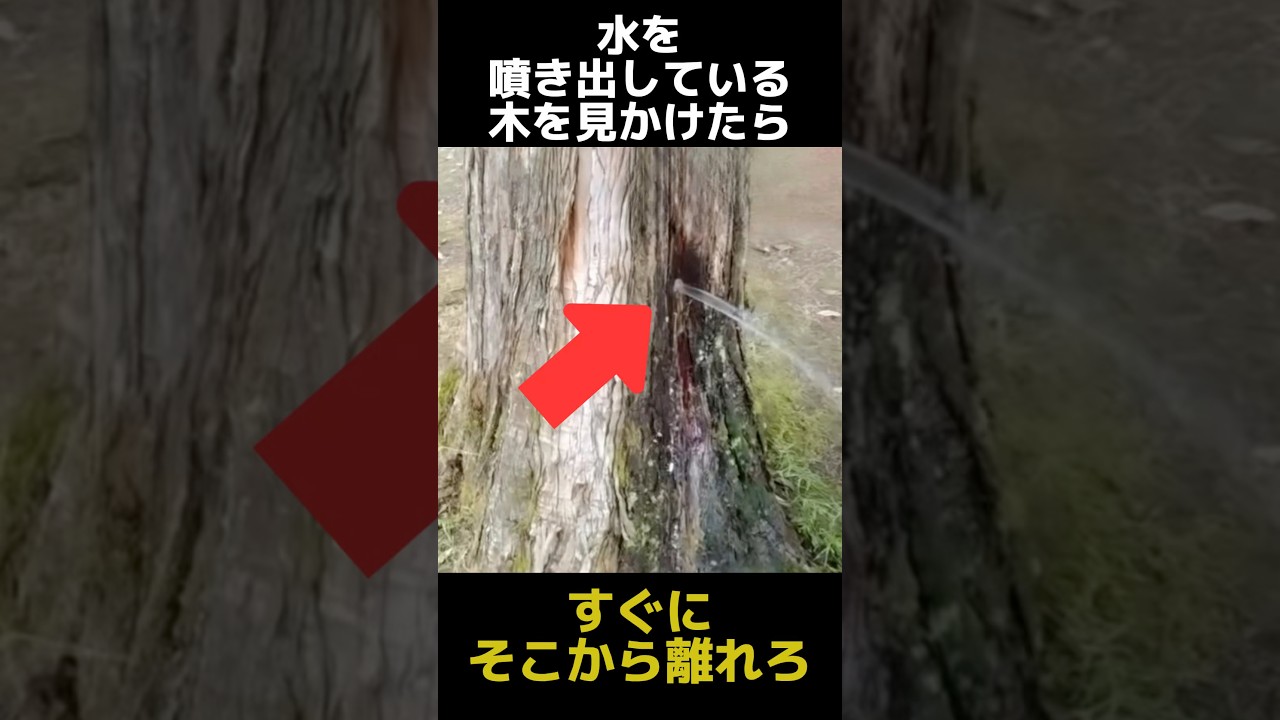 水を噴き出している木を見かけたらすぐに逃げるべき理由