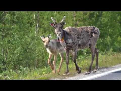 Nordkap & Lofoten 2015