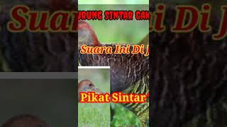Download lagu pikat sintar sawah #burung #pikat #viral #shorts mp3