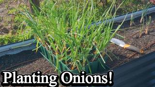 Planting BIG Onions Successfully?