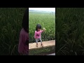 Jatuh Di Sawah