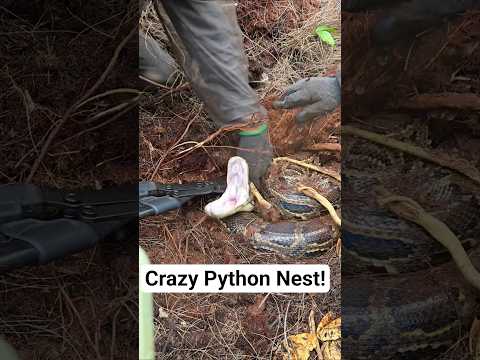 @TheCritterCult CRAZY PYTHON NEST IN Florida! #python #snake #wildlife #florida #nature #shorts