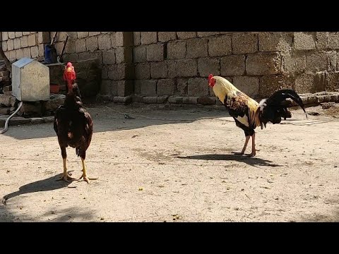 , title : 'Shamo Vs Desi Chicken | Rooster Funny Moments'