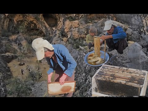 Daily nomadic life:A hardworking father struggles to harvest natural honey and struggle for survival