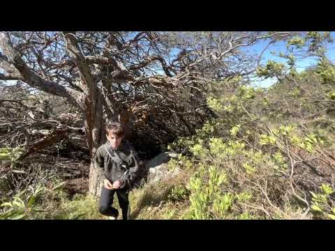 Tree Forest Vlog, big island Hawaii