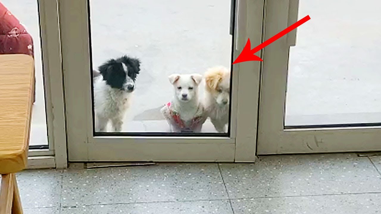 A stray puppy is crazy about spicy hot pot,always brings friends to the restaurant to get free food