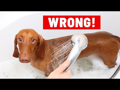 Stinky Dog? This Simple Solution Will Keep Dog Smelling Good (Once and For All)