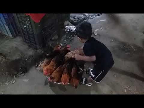 Naayel with chicken