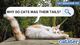 CAT BEHAVIOR 101: Why Do Cats Wag Their Tails While Lying Down | Excited Cats