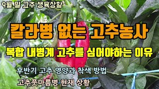 칼라병 없는 고추농사 복합내병계 고추를 심어야하는 이유 고추 후반기 양분공급방법과 착색방법 고추풋마름병 청고…