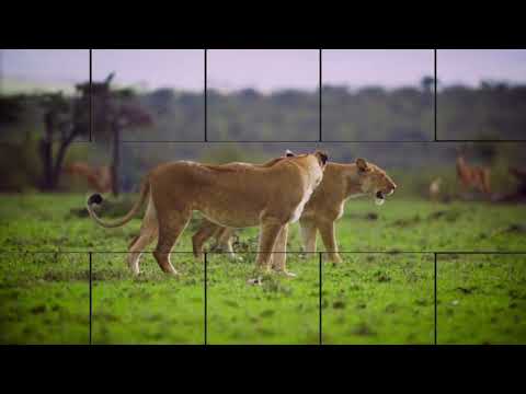 The layon 🐯🐯🐯🐅🐅