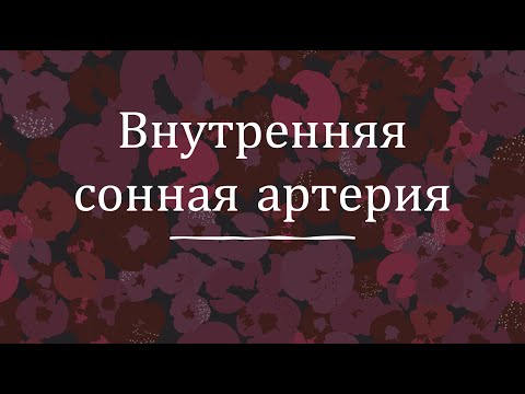 Внутренняя сонная артерия - анатомия сердечно-сосудистой системы (ССС)