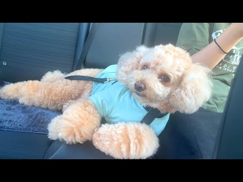 プードルとかプードルとか