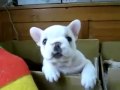 Latterman puppy.mov