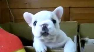 Latterman puppy.mov