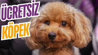 Köpek Sahiplenirken Nelere Dikkat Etmeliyim? Ücretsiz Köpek Nasıl Alab