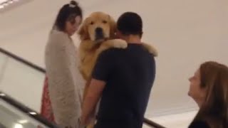 Carrying a dog up an escalator