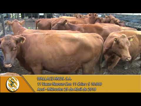 25-04-18 Venta de Vientres - Wallace Hnos. S.A. - Azul