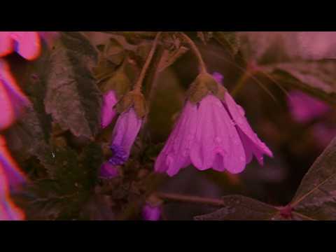 Kooma & To NY - lotus