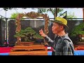 STAR CLASS BONSAI CELEBRATES THE 2025 BANDUNG NATIONAL BONSAI EXHIBITION SO HOT