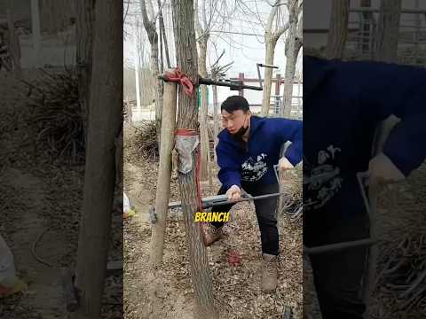 This Tool Straightens Crooked Tree Branches 🌳🛠️
