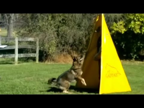 IGP2 Protection Routine; Score: 96