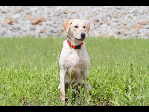 Labrador Retriever - Common problems when introducing retrieving in the water!