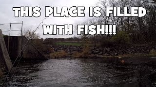 That Place was FILLED with FISH!!! And it was my FIRST TIME Fishing it! (Doylestown, PA)