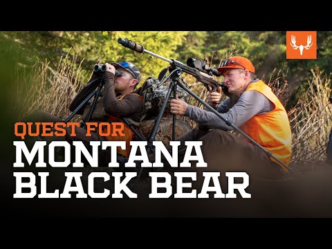 Janis Putelis Hunts for a Montana Black Bear