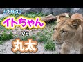 2024.8.6【円山動物園】イトちゃん丸太と勝負