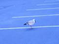 Seagull Parking