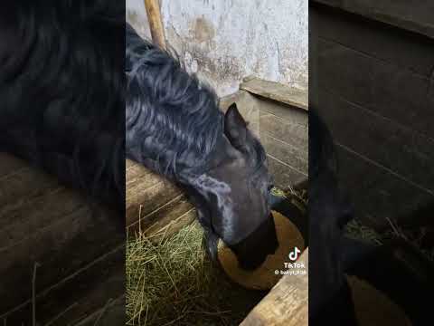 #horse #лошади #жылқы