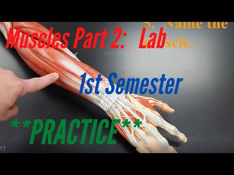 Muscles Part 2:  Practice, 1st Semester:  Names and Functions of Skeletal Muscles Set 2