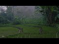 Monsoon Rain Thunder On Misty Rice Field Help Sleep Study Meditation PTSD