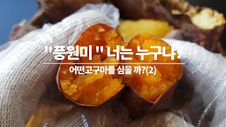 어떤고구마를 심을까2 풍원미의 특징 재배방법