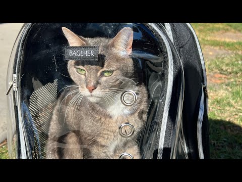Nyssa The Leash Cat Goes Backpacking