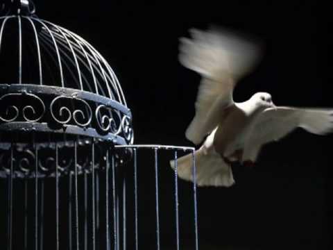 Libertad video