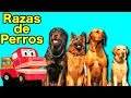 Tipos De Razas De Perros Los Niños Aprenden Con Barney El Camión Videos Educativos