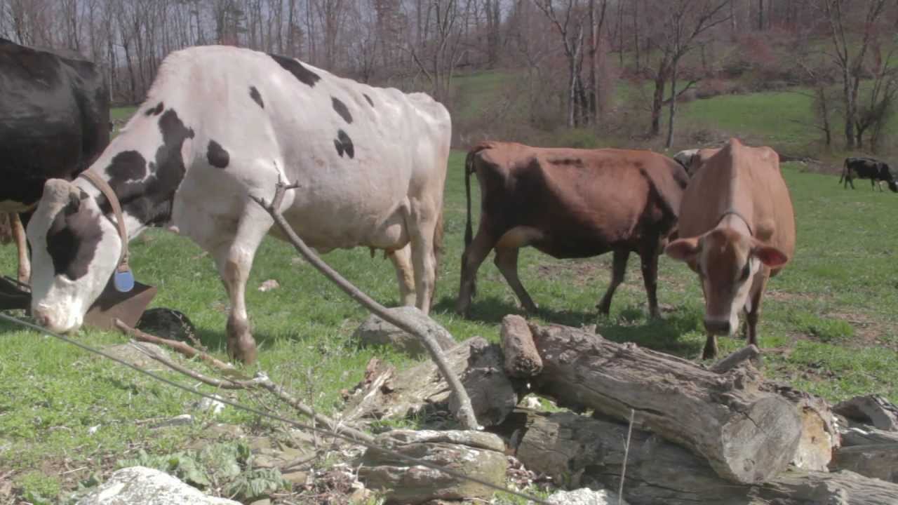 Hanson Dairy Farm, MA