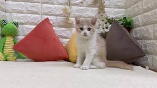 ブリティッシュショートヘアの動画01