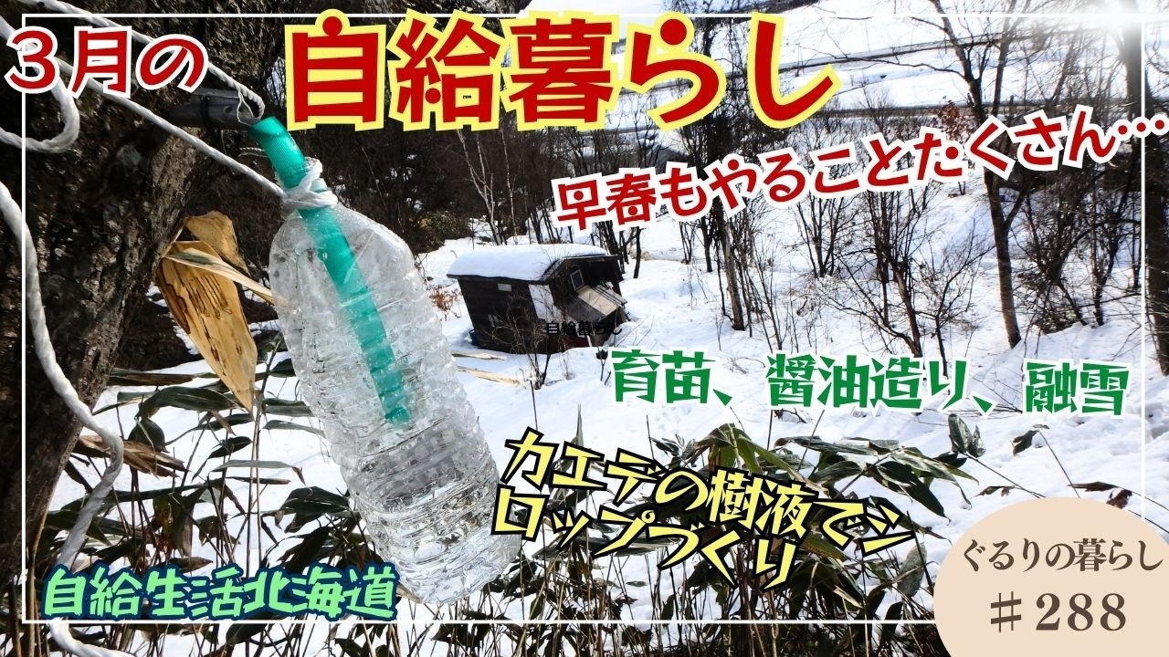 早春の自給暮らし【ぐるりの暮らし】#288 3月の自給暮らしを紹介します。育苗、カエデの樹液採り、醤油仕込みなど。
