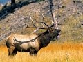 John Denver - Yellowstone, Coming Home (Live 1997, Stereo Mix)