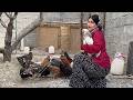 Chicken Slaughter And A Delicious Kebab By Iranian Village Girl Rural Cooking Rural Life Iran