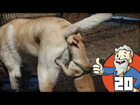 "YOU SMELL THAT BUDDY?!?" Fallout 4 Part 20 - 1080p HD PC Gameplay Walkthrough