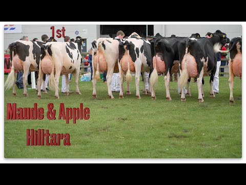 Holstein Pairs at 2022 Ayr and Balmoral Shows