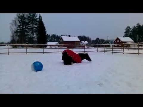 Alako ruller seg i snøen rett etter trening / Horse roll over in the snow after training.