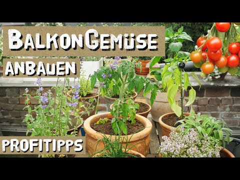 , title : 'Gemüse und Kräuter auf dem Balkon anbauen, Tipps vom Gemüse-Gärtner - Balkongemüse, urban gardening'