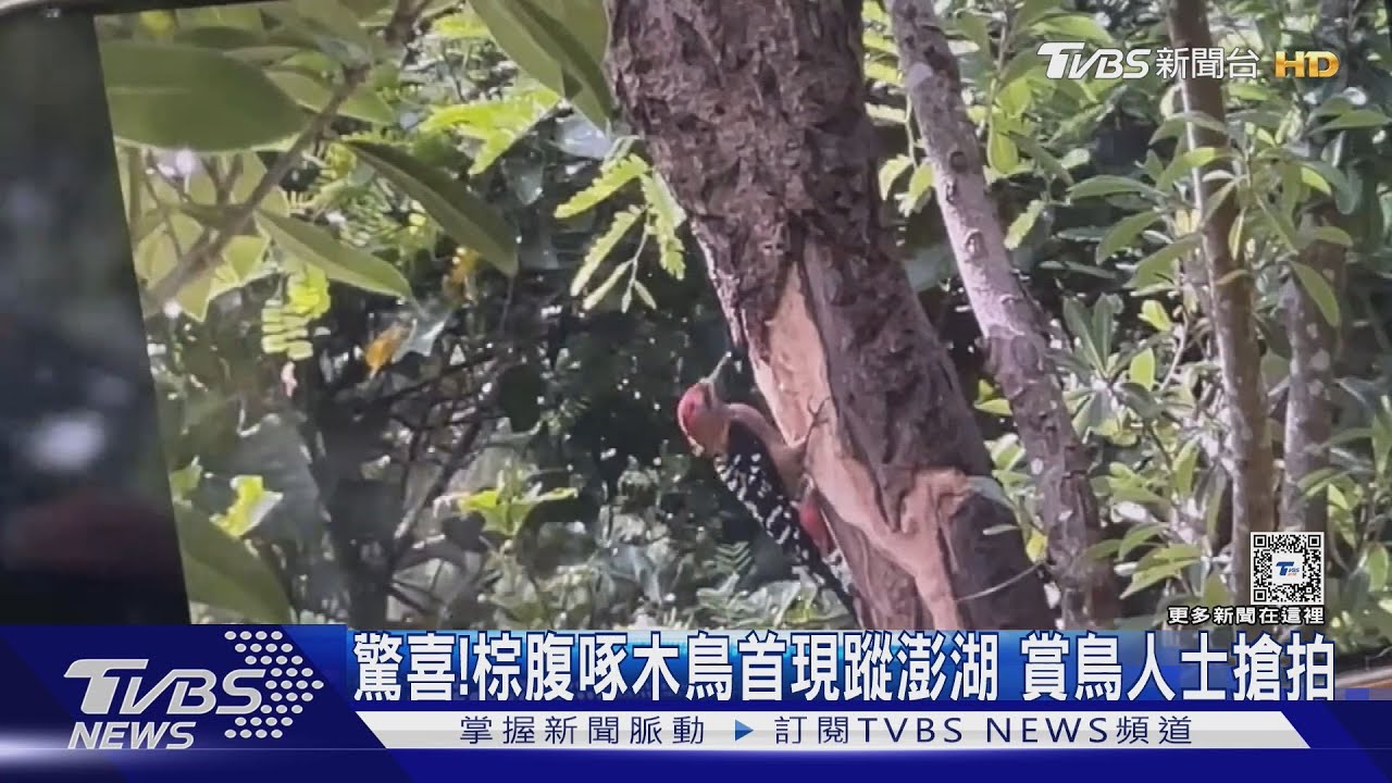 驚喜!棕腹啄木鳥首現蹤澎湖 賞鳥人士搶拍