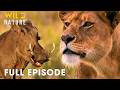 Predators Vs Prey Deadliest Battles For Survival In Nature I FULL EPISODE Nature Documentary